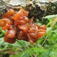 Unidentified Slime Mould at Mororo, NSW - 21 Nov 2024 by Topwood