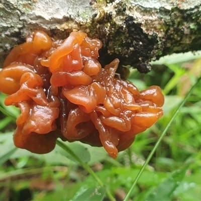 Unverified Slime Mould at  - suppressed by Topwood