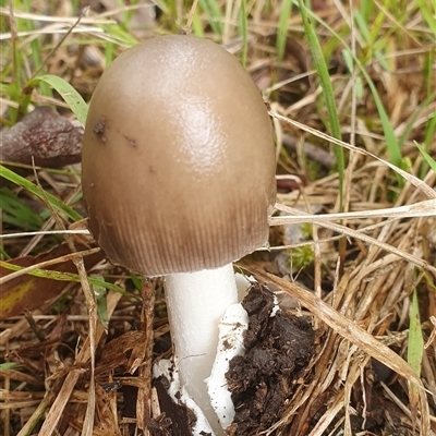 Amanita sp. (Amanita sp.) at Mororo, NSW - 21 Nov 2024 by Topwood