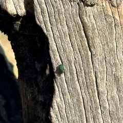 Chrysididae (family) (Cuckoo wasp or Emerald wasp) at Bonner, ACT - 20 Nov 2024 by MegFluke