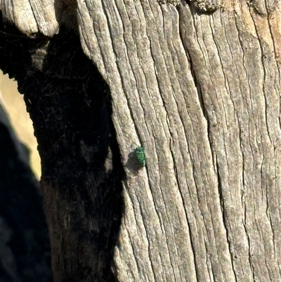 Chrysididae (family) (Cuckoo wasp or Emerald wasp) at Bonner, ACT - 20 Nov 2024 by MegFluke