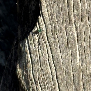 Chrysididae (family) at Bonner, ACT - 20 Nov 2024