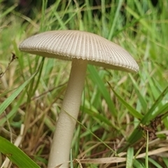 Amanita sp. (Amanita sp.) at Mororo, NSW - 21 Nov 2024 by Topwood