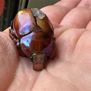 Anoplognathus montanus at Bruce, ACT - 21 Nov 2024