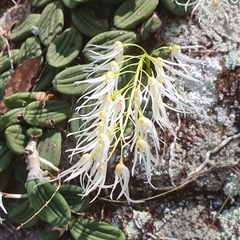 Dockrillia linguiformis var. linguifomis (Thumbnail Orchid or Tick Orchid) at Shark Creek, NSW - 25 Sep 2024 by Topwood