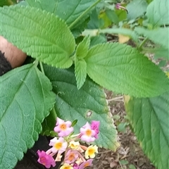 Lantana camara (Lantana) at Pipeclay, NSW - 21 Nov 2024 by MVM