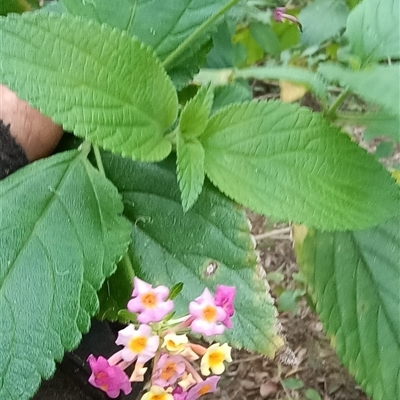 Lantana camara (Lantana) at Pipeclay, NSW - 21 Nov 2024 by MVM