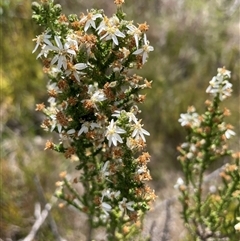 Olearia floribunda (Heath Daisy-bush) at Cotter River, ACT - 20 Nov 2024 by nathkay