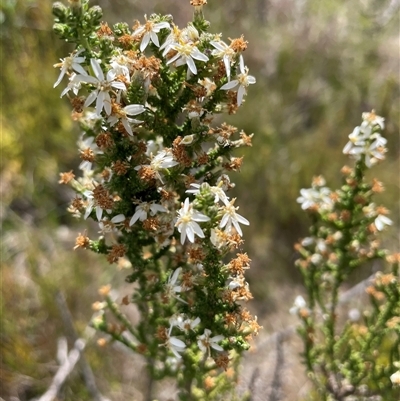 Olearia floribunda (Heath Daisy-bush) at Cotter River, ACT - 20 Nov 2024 by nathkay