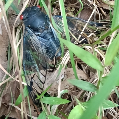 Psaltoda moerens (Redeye cicada) at Pipeclay, NSW - 21 Nov 2024 by MVM