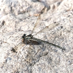 Austroargiolestes icteromelas (Common Flatwing) at Theodore, ACT - 21 Nov 2024 by RomanSoroka