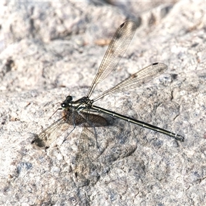 Austroargiolestes icteromelas at Theodore, ACT - 21 Nov 2024 04:07 PM