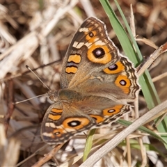 Junonia villida (Meadow Argus) at Theodore, ACT - 21 Nov 2024 by RomanSoroka