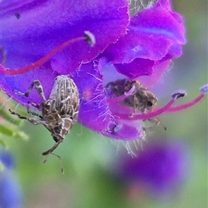 Mogulones geographicus (Paterson's Curse root weevil) at Bungendore, NSW by clarehoneydove