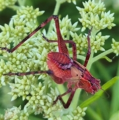 Torbia viridissima at Bungendore, NSW - suppressed