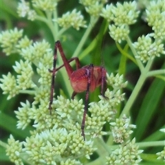 Torbia viridissima at Bungendore, NSW - suppressed