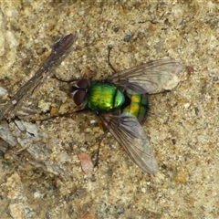 Rutilia sp. (genus) (A Rutilia bristle fly, subgenus unknown) at West Hobart, TAS - 19 Nov 2024 by VanessaC