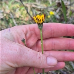 Hypochaeris radicata (Cat's Ear, Flatweed) at Monga, NSW - 21 Nov 2024 by clarehoneydove