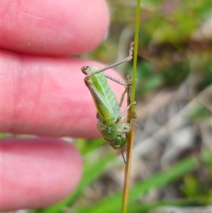 Acrididae sp. (family) at Palerang, NSW - 21 Nov 2024 02:15 PM