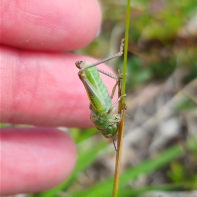 Acrididae sp. (family) (Unidentified Grasshopper) at Palerang, NSW - 21 Nov 2024 by Csteele4