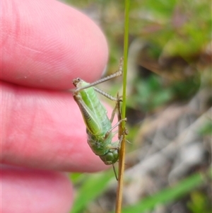 Acrididae sp. (family) at Palerang, NSW - 21 Nov 2024 02:15 PM