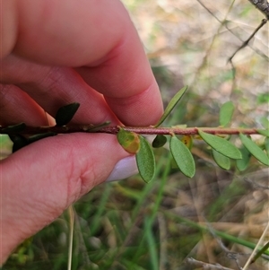 Persoonia asperula at Palerang, NSW - 21 Nov 2024