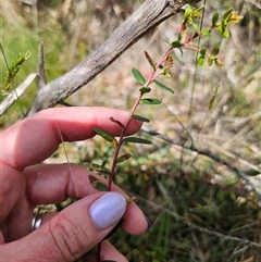 Persoonia asperula at Palerang, NSW - 21 Nov 2024