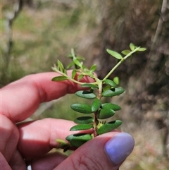 Persoonia asperula at Palerang, NSW - 21 Nov 2024 01:55 PM