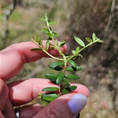 Persoonia asperula at Palerang, NSW - 21 Nov 2024