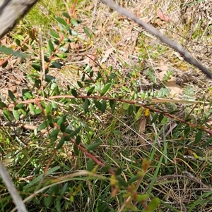 Persoonia asperula at Palerang, NSW - 21 Nov 2024 01:55 PM