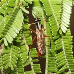 Evansomyia sp. (genus) (Stiletto fly) at Hawker, ACT - 18 Nov 2024 by AlisonMilton