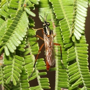 Evansomyia sp. (genus) at Hawker, ACT - 19 Nov 2024