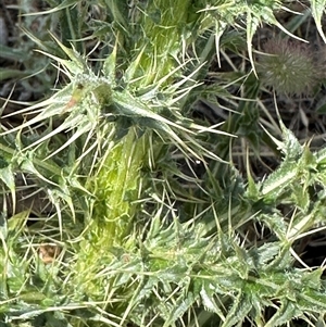 Carduus nutans at Bredbo, NSW - 21 Nov 2024