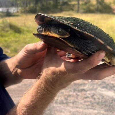 Chelodina longicollis at Brownlow Hill, NSW - 8 Apr 2024 by BeckBrownlowHill