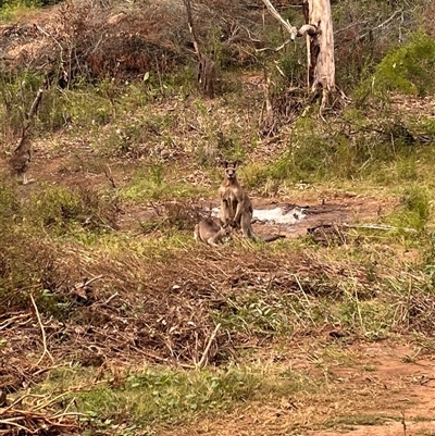 Macropus giganteus (Eastern Grey Kangaroo) at Orangeville, NSW - 2 May 2024 by BeckBrownlowHill