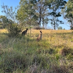 Macropus giganteus (Eastern Grey Kangaroo) at Orangeville, NSW - 18 Apr 2024 by BeckBrownlowHill