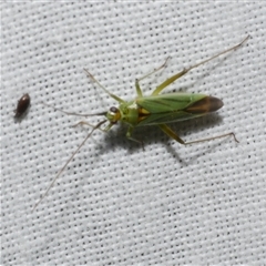 Austromiris viridissimus (Austromiris viridissimus) at Freshwater Creek, VIC - 17 Nov 2024 by WendyEM