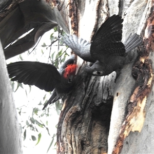 Callocephalon fimbriatum (Gang-gang Cockatoo) at Acton, ACT by HelenCross