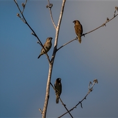 Lonchura punctulata (Scaly-breasted Munia) at Emu Park, QLD - 3 Nov 2024 by trevsci