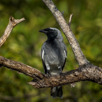 Coracina novaehollandiae (Black-faced Cuckooshrike) at Emu Park, QLD - 3 Nov 2024 by trevsci