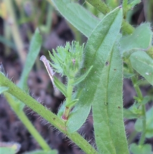 Plutella xylostella at Bungendore, NSW - 21 Nov 2024