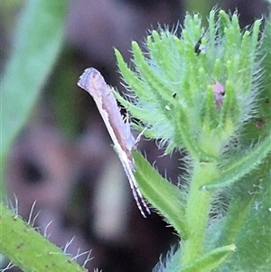 Plutella xylostella at Bungendore, NSW - 21 Nov 2024