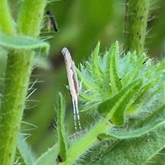 Plutella xylostella at Bungendore, NSW - 21 Nov 2024