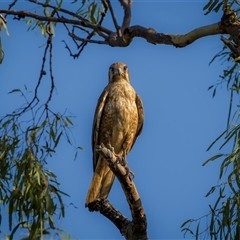 Falco berigora (Brown Falcon) at Kinka Beach, QLD - 9 Nov 2024 by trevsci