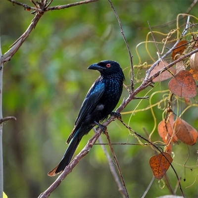 Dicrurus bracteatus (Spangled Drongo) at Lake Mary, QLD - 16 Nov 2024 by trevsci