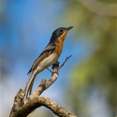 Myiagra rubecula (Leaden Flycatcher) at Zilzie, QLD - 17 Nov 2024 by trevsci