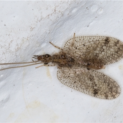 Psectra sp. (genus) (Psectra lacewing) at Melba, ACT - 18 Nov 2024 by kasiaaus