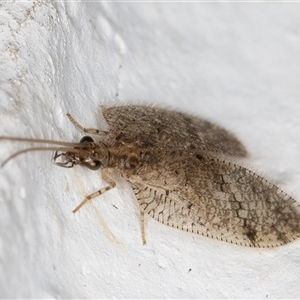 Psectra sp. (genus) at Melba, ACT - 18 Nov 2024