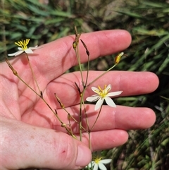 Thelionema umbellatum (Clustered Lily) at Monga, NSW - 21 Nov 2024 by clarehoneydove