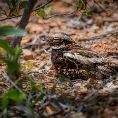 Eurostopodus mystacalis (White-throated Nightjar) at Kinka Beach, QLD - 16 Nov 2024 by trevsci